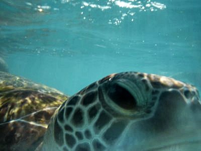 Close up image of a turtle's eye underwater in Barbados - Jamaica vs Barbados