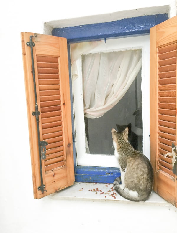 Cat in Anafiotica Athens