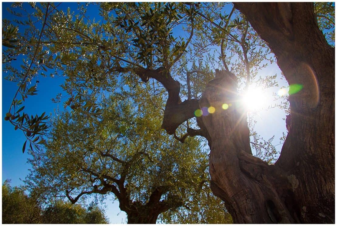 Sun shines through the trees somewhere in the Peloponnese, Greece - Best Peloponnese Itineraries