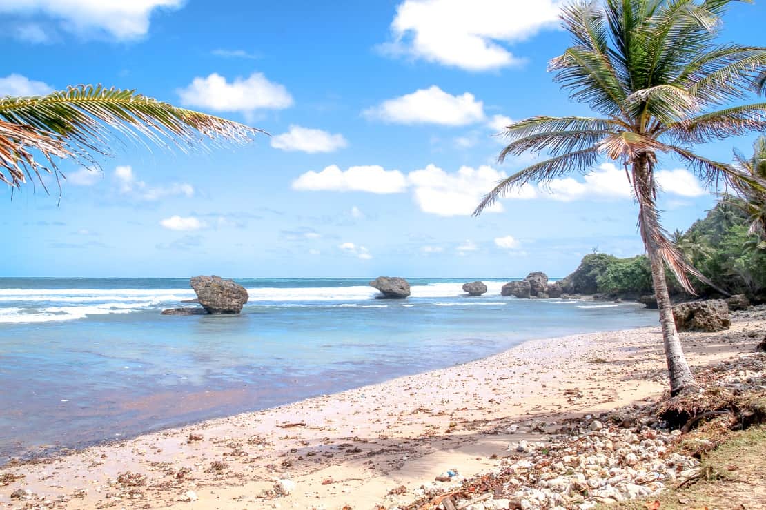 Windswept sandy beach and palm trees in Barbados - Jamaica vs Barbados