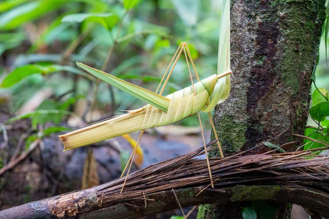 Surrounds-Folded grasshopper in the Amazon rainforest in Brazil - Amazon travel tips 