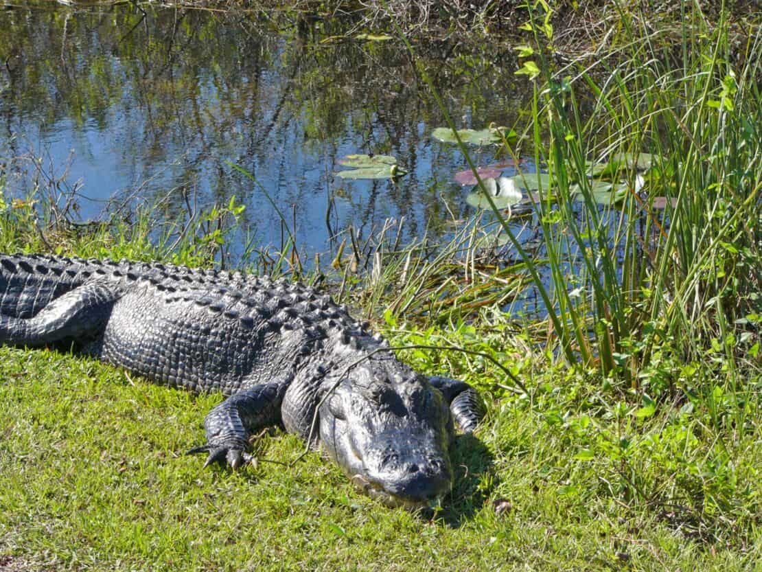 Your Ultimate Florida West Coast Road Trip Itinerary to Drive the Gulf ...