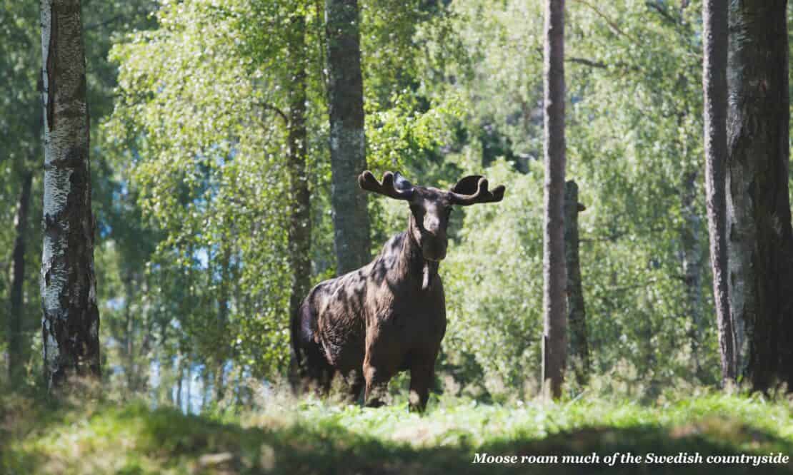 Moose in the forest in sweden, fun facts about sweden 
