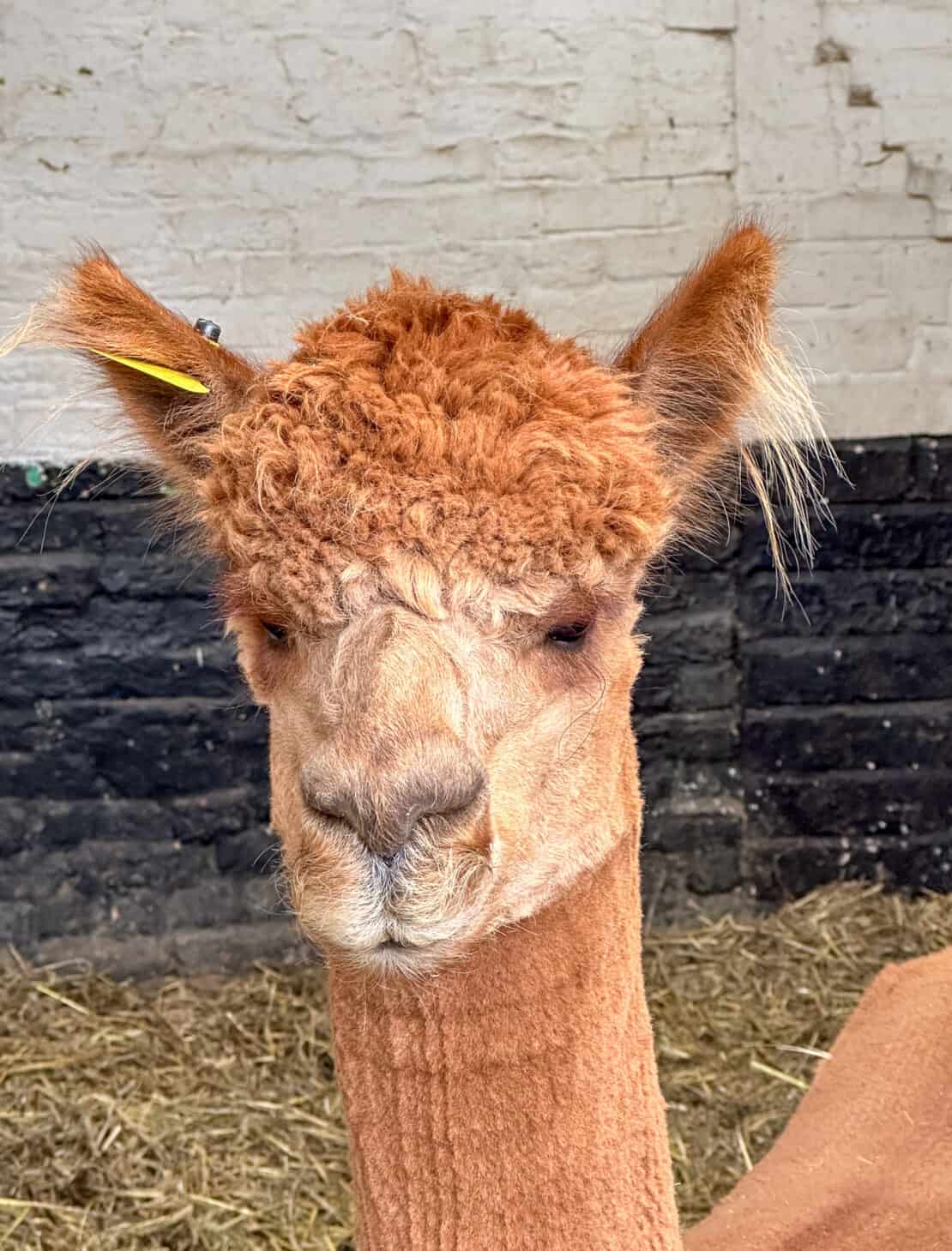 Alpaca at Holiday Resort Unity in Brean, Somerset - the best things to do in Brean 