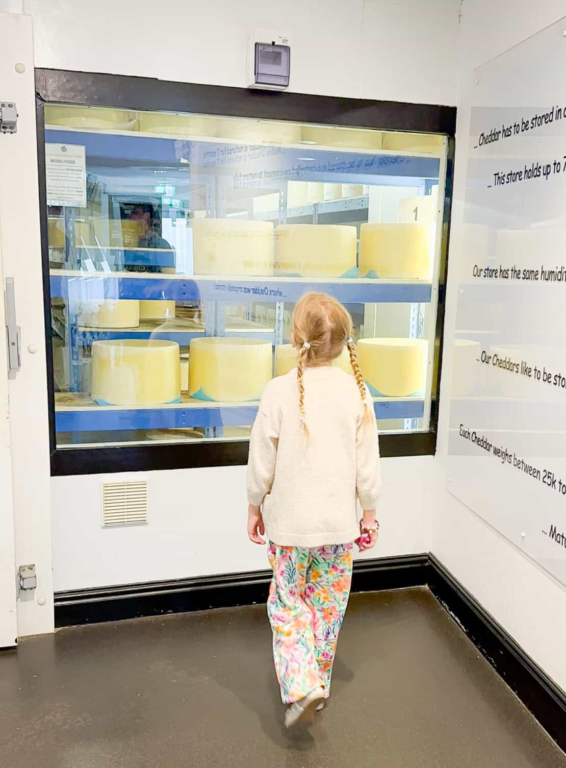 Child looking at cheddar cheese through the window