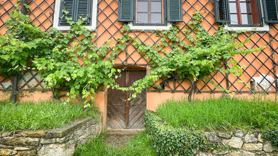 Vines on rustic building in Falter Ego