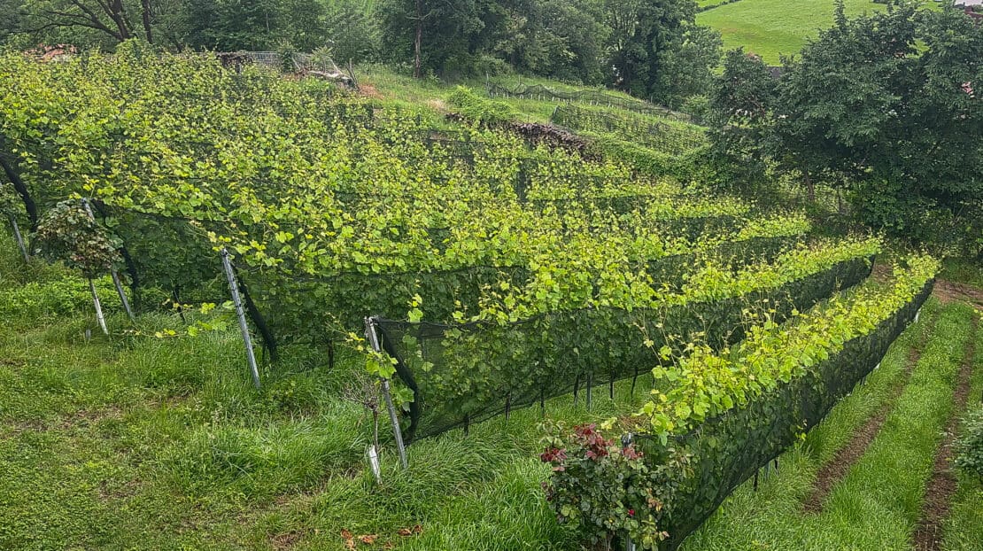 Vineyards at Falter Ego