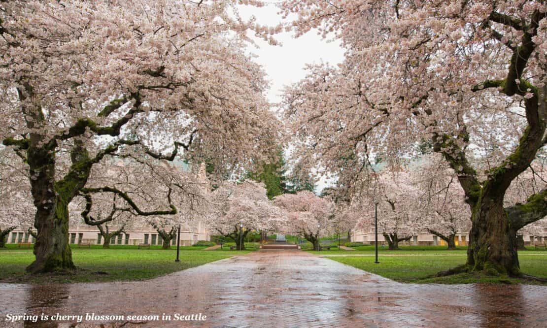 Cherry blossom trees on a university campus in Seattle - is Seattle worth visiting 