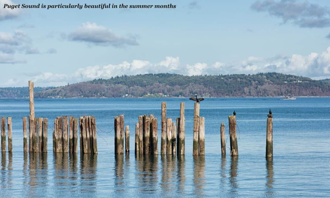 Birds and wooden poles in Purget Sound - is Seattle worth visiting 