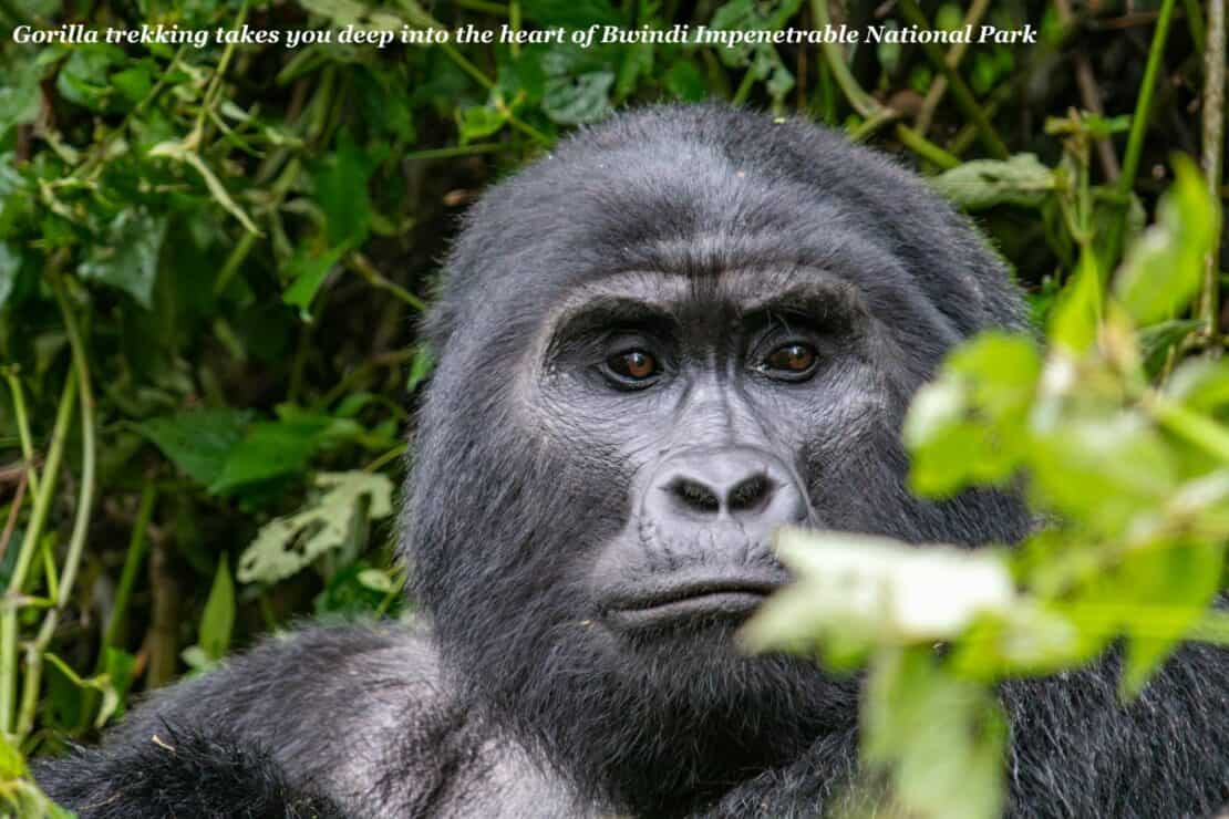 Silverback gorilla in Bwindi Impenetrable Forest in Uganda - Rwanda or Uganda for gorilla trekking