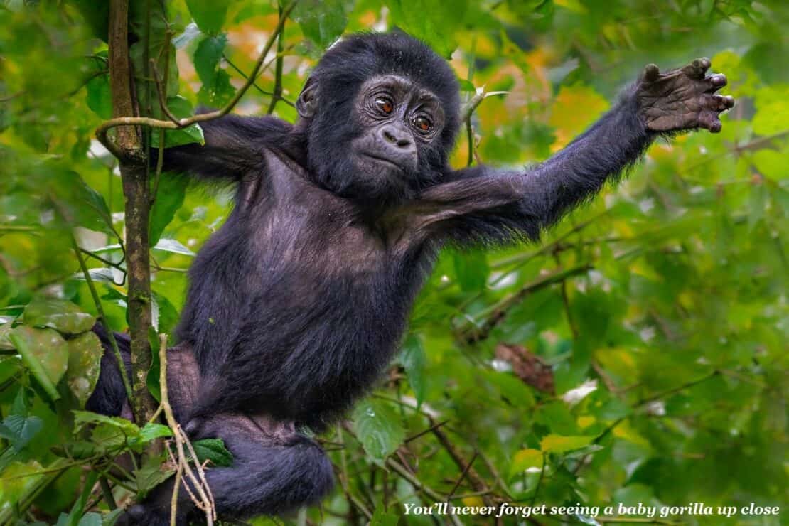 Baby gorilla swinging through the trees of a forest in Uganda - Rwanda or Uganda for gorilla trekking