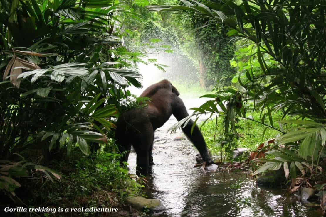 Gorilla at a small lake in a forest in Uganda - Rwanda or Uganda for gorilla trekking