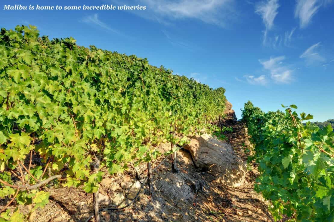 Vineyard in Malibu, USA - LA to Santa Barbara Road Trip