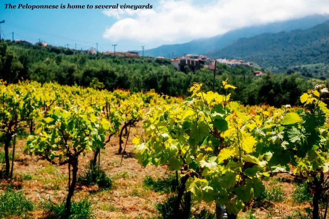 Vineyard in the Peloponnese, Greece - Best Peloponnese Itineraries