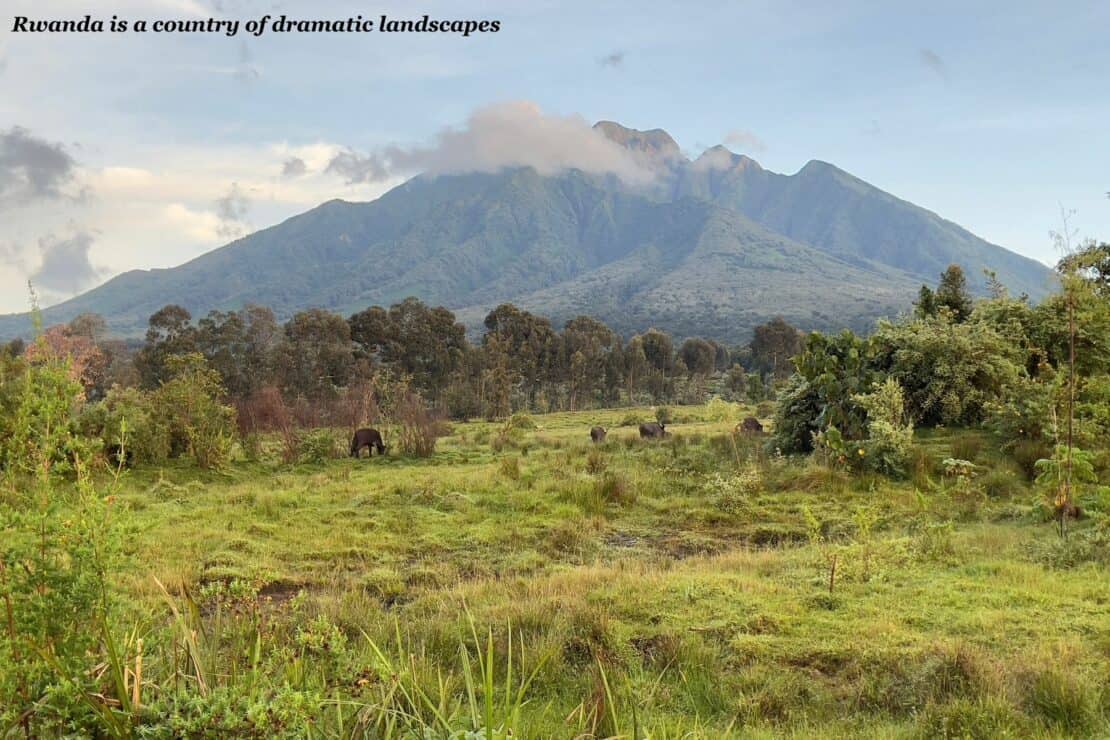 Animals in Volcanoes National Park in Rwanda - Rwanda or Uganda for gorilla trekking